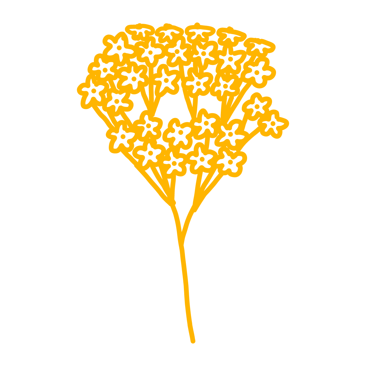a drawing of yarrow flowers